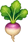 Turnips — Harvest