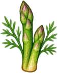 Asparagus — Stage 3