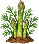 Asparagus — Stage 4