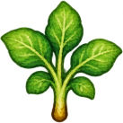 Potatoes — Stage 3
