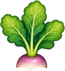 Turnips — Stage 4